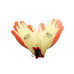 Manusi SAFE VERZI (12pcs)